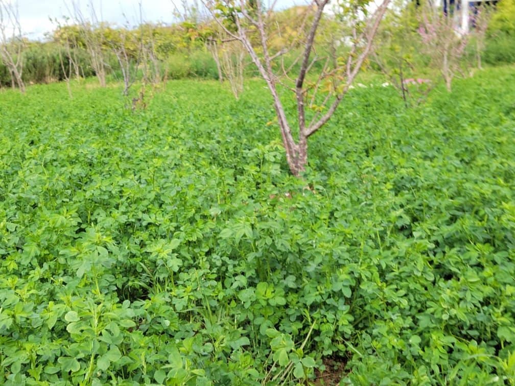 Rangée de jeunes arbres fruitiers dans la luzerne de la ferme