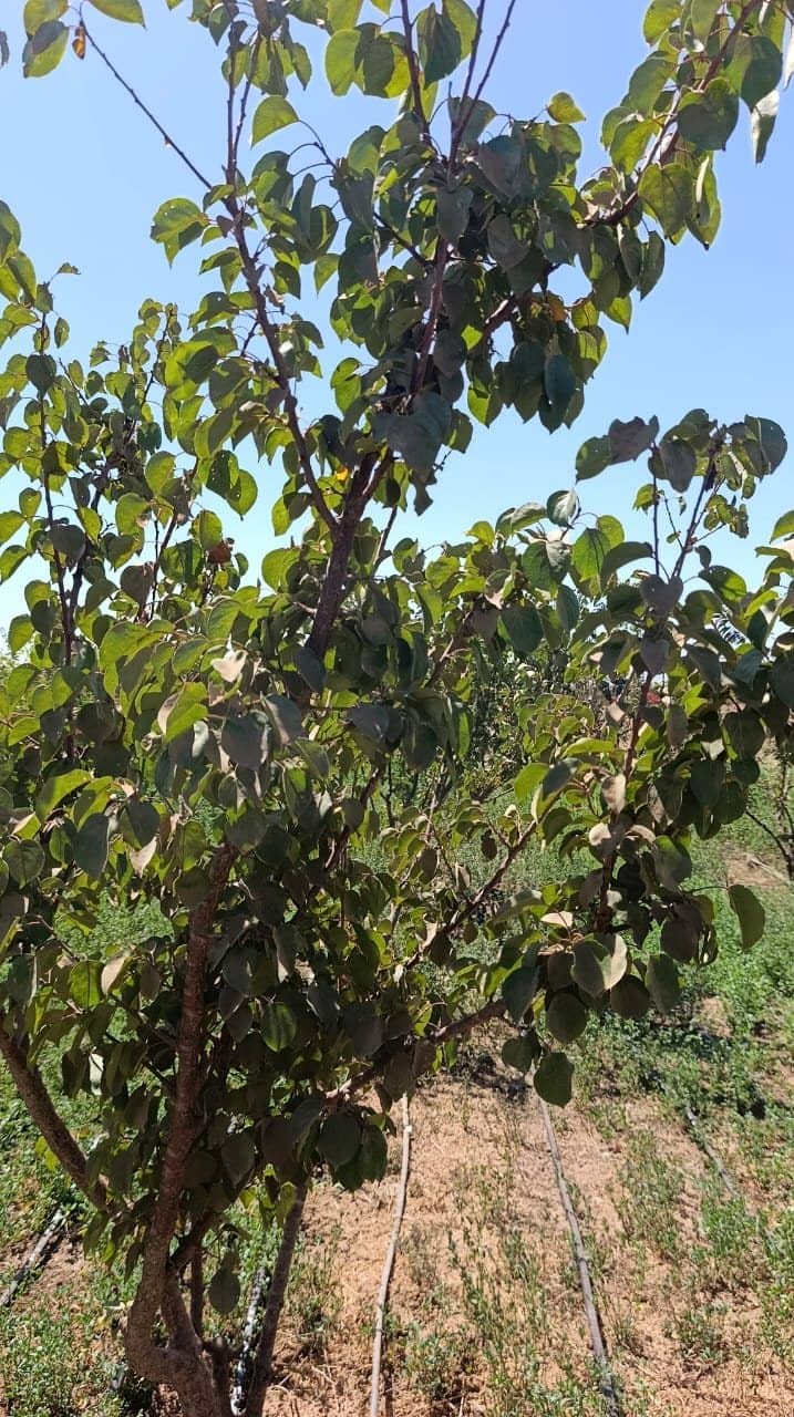 Cognassier chargé de fruits dans le verger