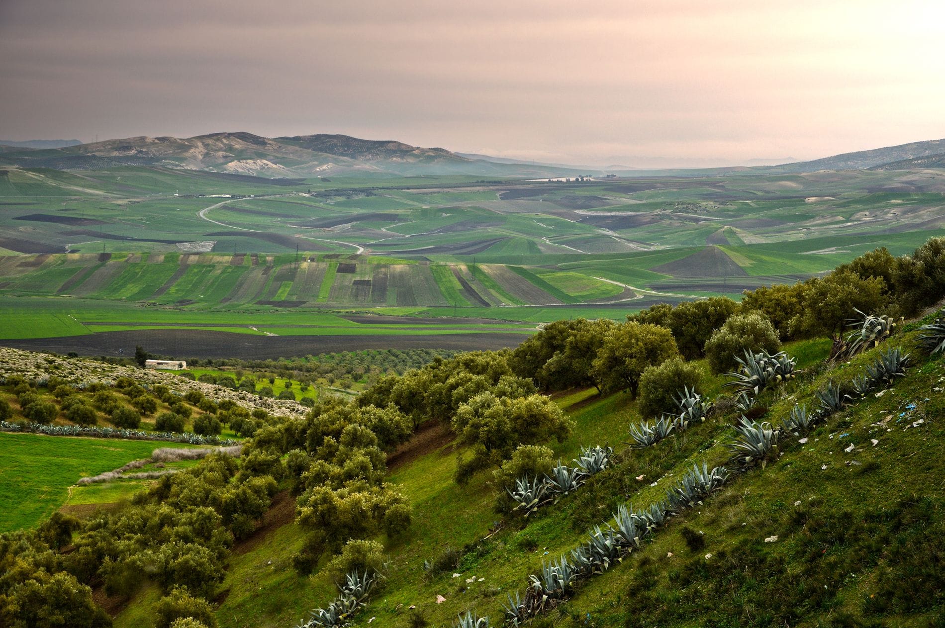 Champs cultivés de la campagne marocaine à la lumière du matin