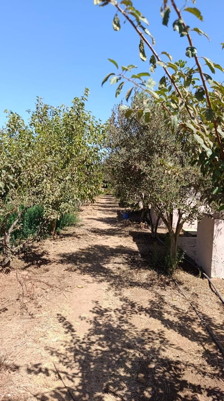 L’allée entre les arbres fruitiers, devant la maison