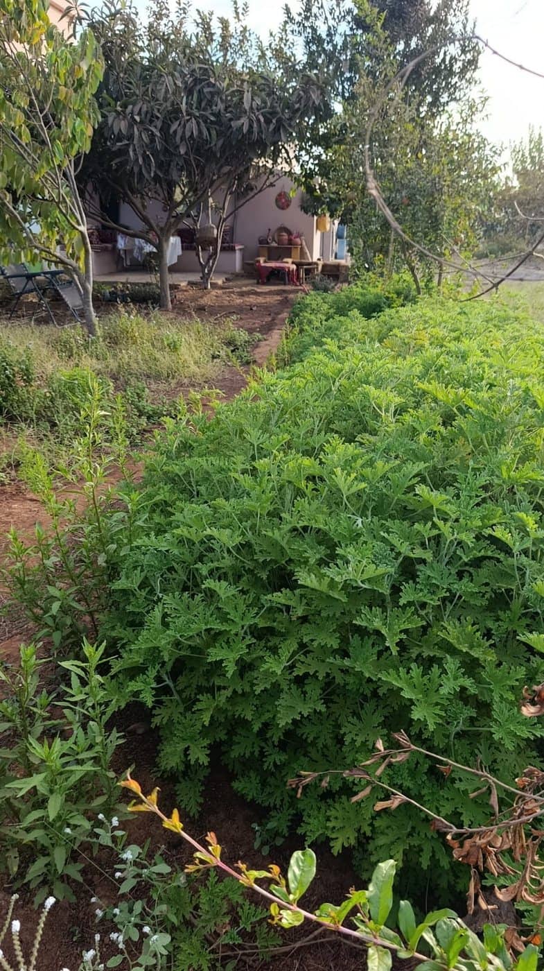 Les rangs de géranium du jardin, la maison au fond