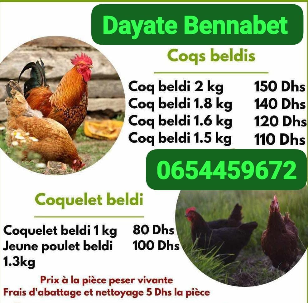 Affiche de la ferme : coqs et coquelets beldi, avec leurs prix