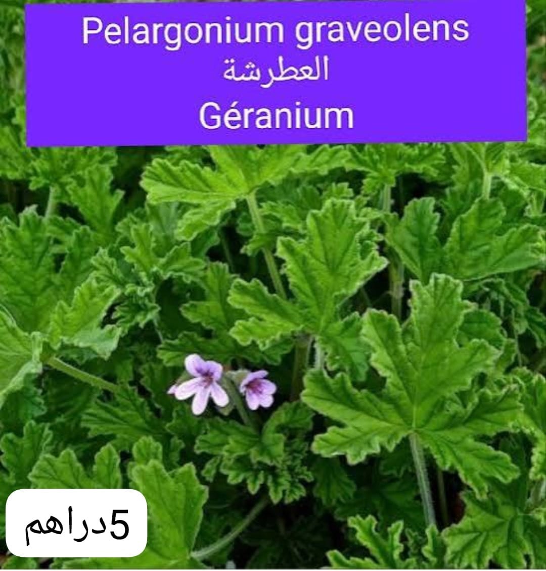 Géranium rosat de la ferme