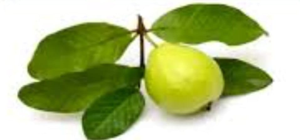 Feuilles et fruit de goyave
