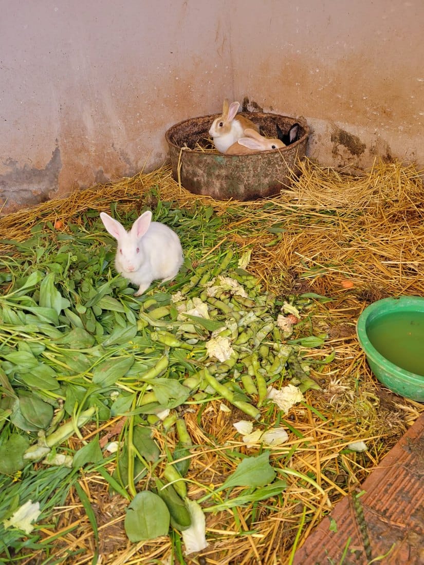 Lapins de la ferme dans leur clapier
