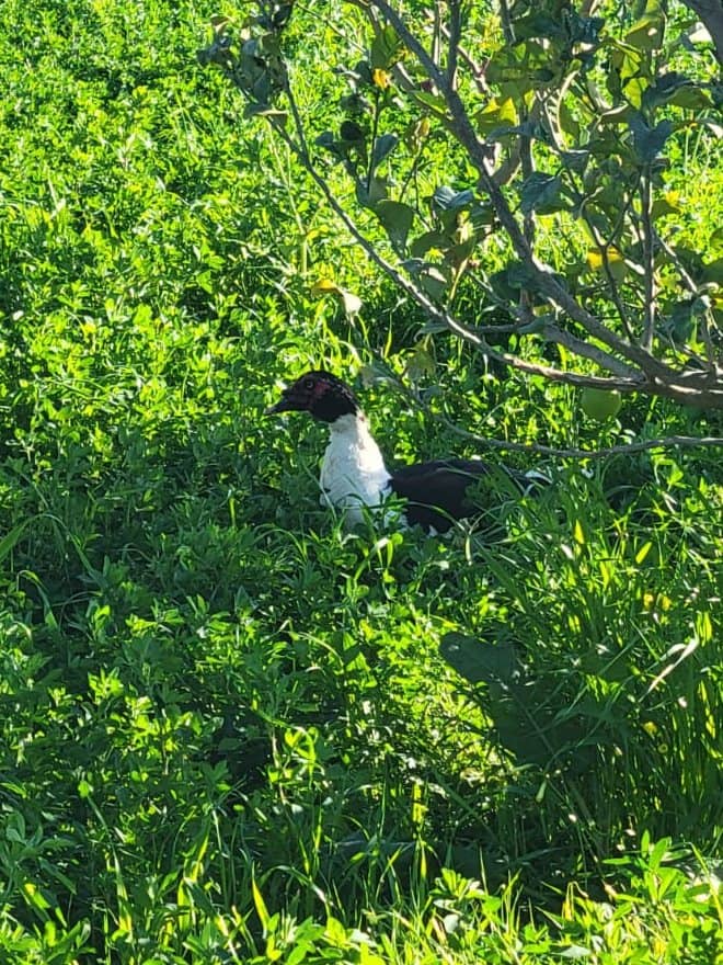 Un canard de la ferme dans l'herbe, sous les arbres fruitiers