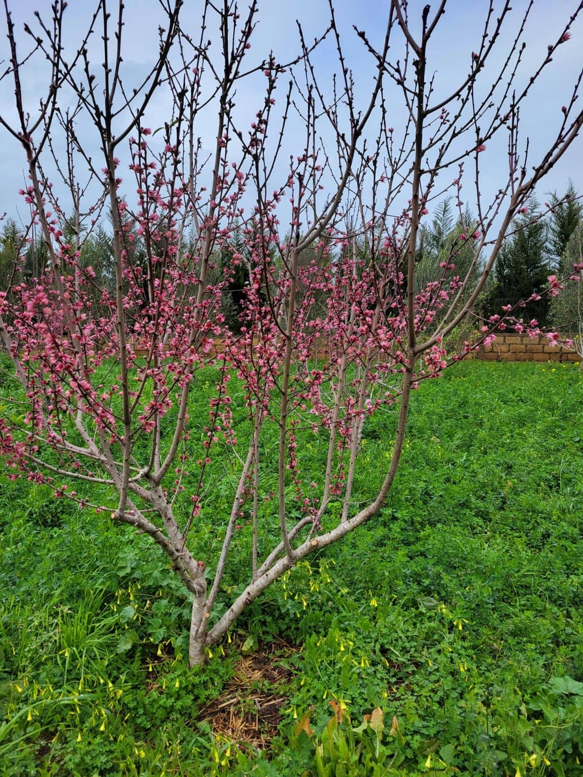 Pêcher en fleurs dans le verger de la ferme